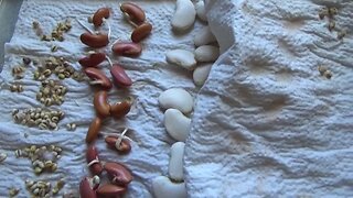 Sprouting & Planting Grocery Store Dry Bulk Soup Beans