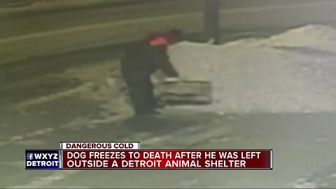 Dog freezes to death after he was left outside a Detroit animal shelter