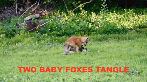 Two Baby Foxes Tangle