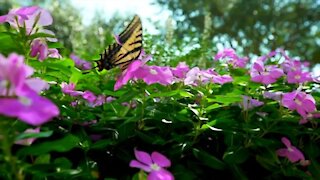 Create your own butterfly garden at home with these simple tips