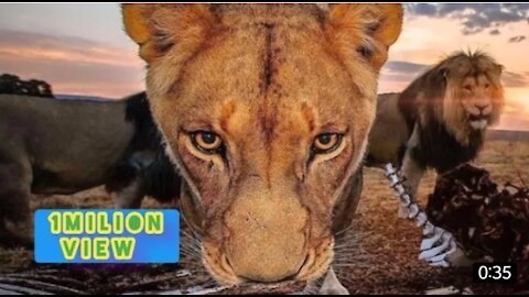 New Two Lion animal Funny Video woow 2021@😂#Short & #Shorts