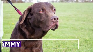 "Sammy" - 9yr male lab | Adoption Focus