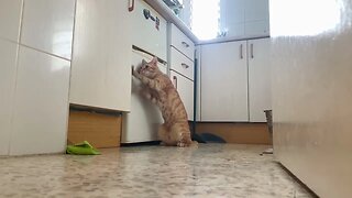 Secretly Recorded Cat Trying To Open Food Pantry 😹
