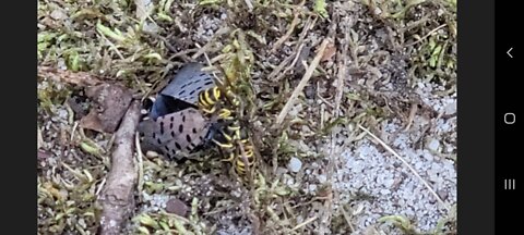 Eastern Yellowjacket consuming adult Lanternfly