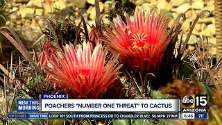 Poachers 'number one threat' to cactus worldwide, expert says