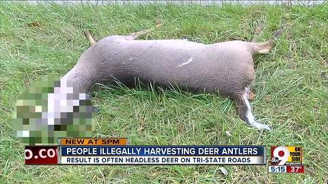 People illegally harvesting deer antlers