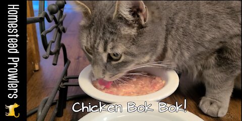 Floki Cat Invites You To A Raw Chicken Breakfast!
