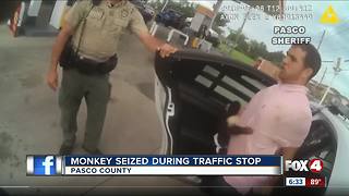Monkey clings to owner while in handcuffs
