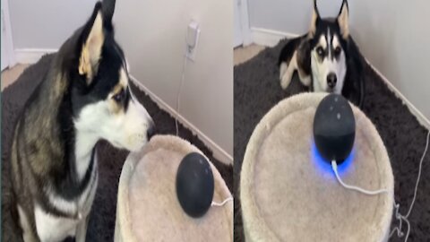 My Talking Husky Dog TAKES DOWN Alexa!