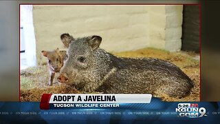 Tucson Wildlife Center rescues sanctuary Javelina