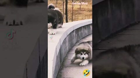 OMG funny pets video #funny #tiktok #shorts