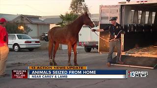 13 horses and hundreds of other animals seized from home