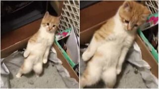 This cat has a funny way of doing his business