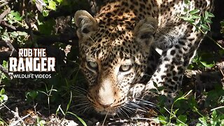 Saba Female Leopard | Lalashe Maasai Mara Safari