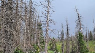 Look At All These Dead Trees At High Elevation, Livestream