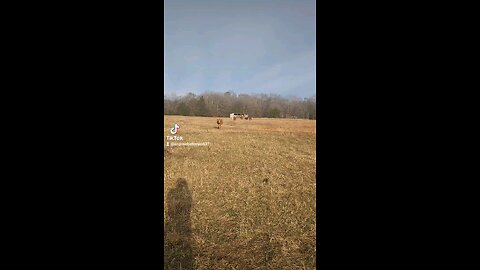 Happy cows and calves.