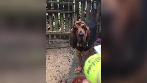 Playing Fetch Gone Wrong: A Ball Bounces Off A Dog's Head