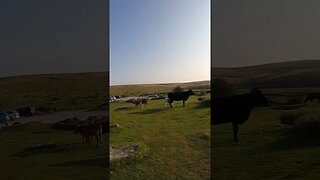 cows and their calves. Combestone Tor Dartmoor 22nd May 2023