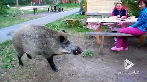 Family Feeds Wild Boar That Has Zest For Bread