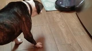 Funny Dog Chases Robot Floor Cleaner Around House