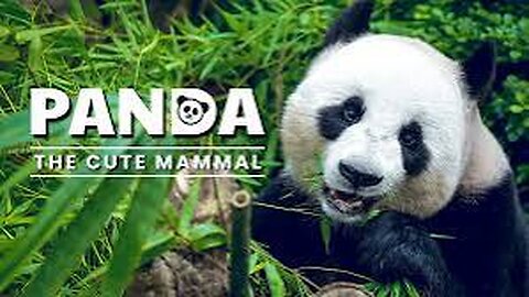 Wildlife animals pandas