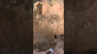 Lion Steals A Meal From Lioness | #shorts #shortsafrica #septdailyshorts