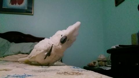 This Cockatoo Has Stompy Feet