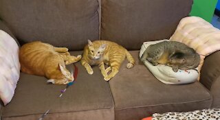 Our 3 rescued cats from Singapore