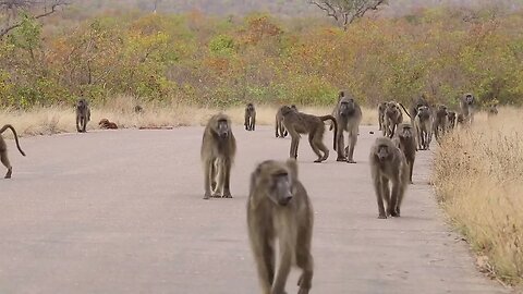 Baboons On The Move