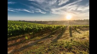 Sounds of the Farm to Relax Too, Study, Chill, Meditate or Sleep Too