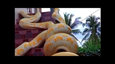 Biggest Python In The World / Ular Piton Terbesar Di Dunia 05 - AnimalLover #shorts #shortsvideo