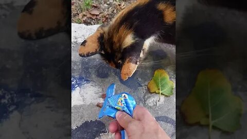 Strange Meow as Calico Stray Cat Begs for Food - Dubrovnik Stray Cats