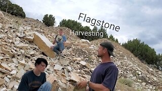 Harvesting Flagstone