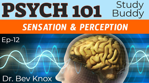 Sensation & Perception - Psych 101 “Study Buddy” Series