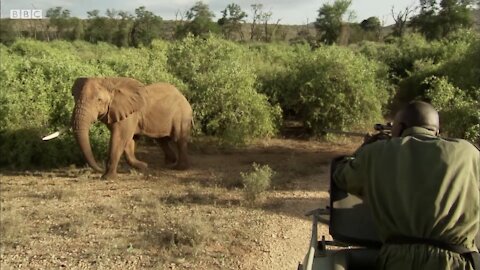 Collaring A Massive Bull Elephant | Secret Life Of Elephants