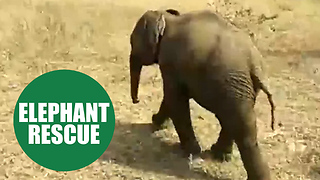 Heartwarming moment an entire village united to haul a trapped baby elephant from a 20ft well