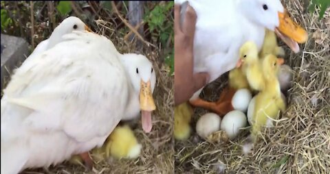 Ducks & ducks baby full funny video