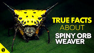 True facts about the Spiny Orb Weaver