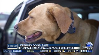 Colorado man's invention monitors dogs in cars