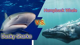 Dusky Sharks vs Humpback Whale