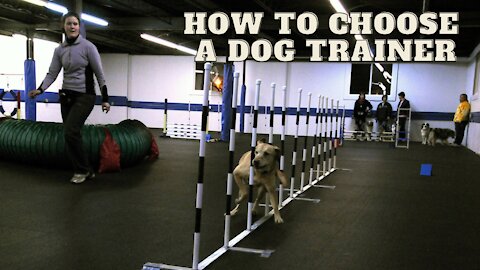 How To Choose A Dog Trainer