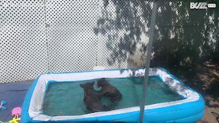 Ces deux oursons s'amusent dans la piscine d'un habitant