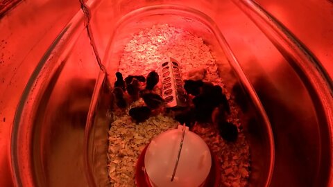 New Chicks hanging out in the brooder with relaxing music