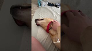 Heads up #slug #dog #dogshorts #funny #puppy #cute #puppy #shorts