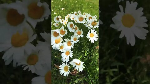 Daisies Dancing in the Wind |Classical Guitar Music
