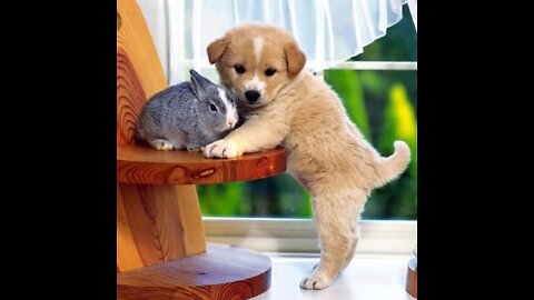 puppy and Rabbits Good friends . See how the puppies are feeding the rabbits. puppy funny video 2022