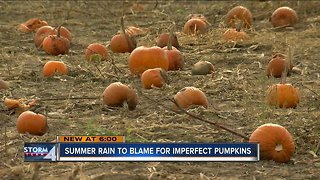 Summer rain to blame for imperfect pumpkins