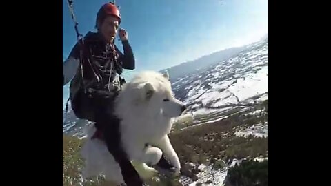 Dog paraglide with human