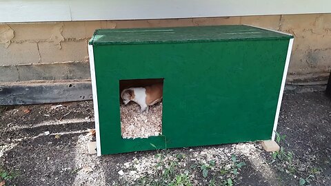 My other dog - she is checking out Rusty's dog house...