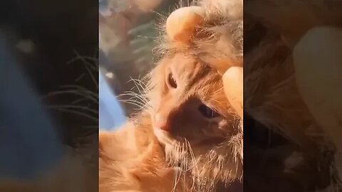 Video Kucing Lucu-the lion sleep tonight #shorts